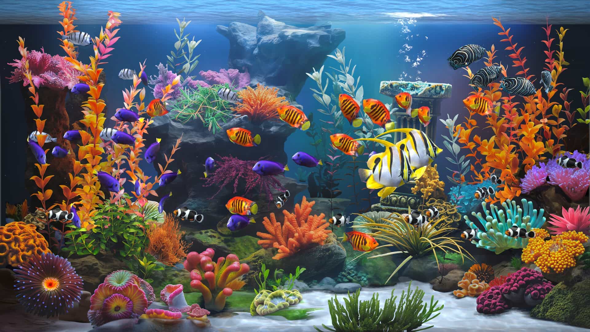 禅意水族馆-Zen Aquarium