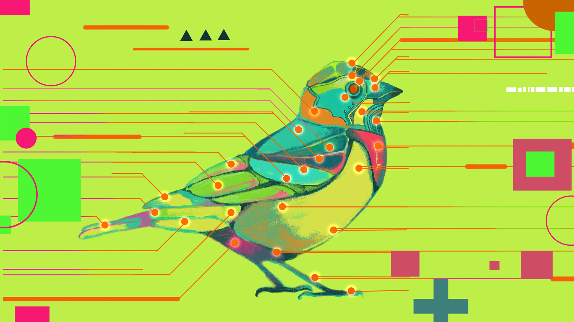 鸟之谜-Avian Enigma